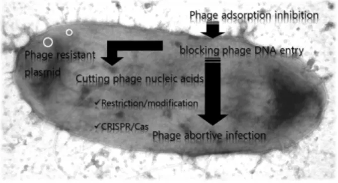 Fig. 3. Bacteriophage resistance mechanisms of lactic acid bacteria.