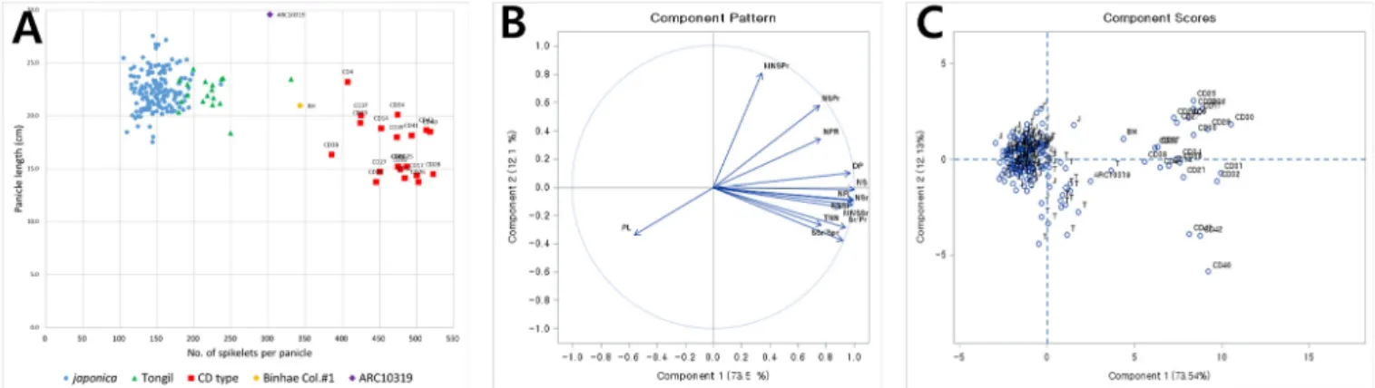 Fig. 1. Distribution of the rice lines with clustered spikelets and dense panicle, parents, and Korean rice varieties using number of spikelets per panicle and panicle length (A) and relationship among panicle-related traits (B) and the varieties and lines