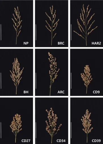 Table 2. Panicle-related traits of the varieties and selected rice lines with clustered spikelets and dense panicle at yield trial.