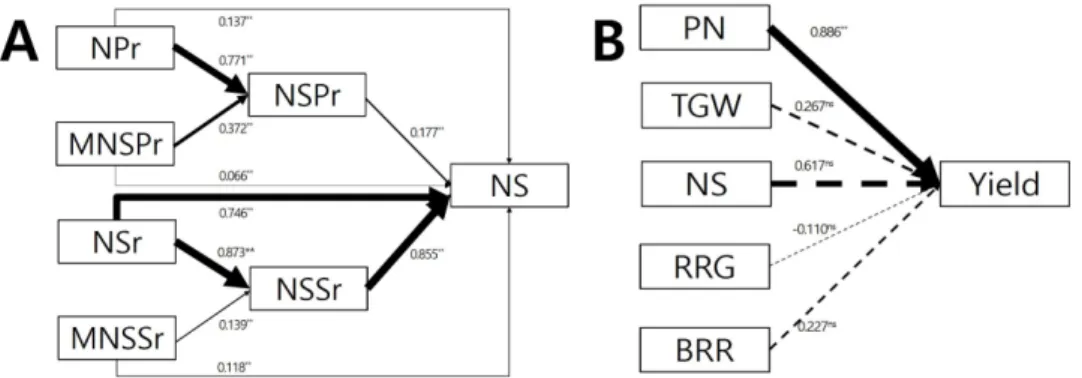 Fig. 3. Path analysis of causal relationship among traits to explain the variation of number of spikelets per panicle (A) and yield (B)