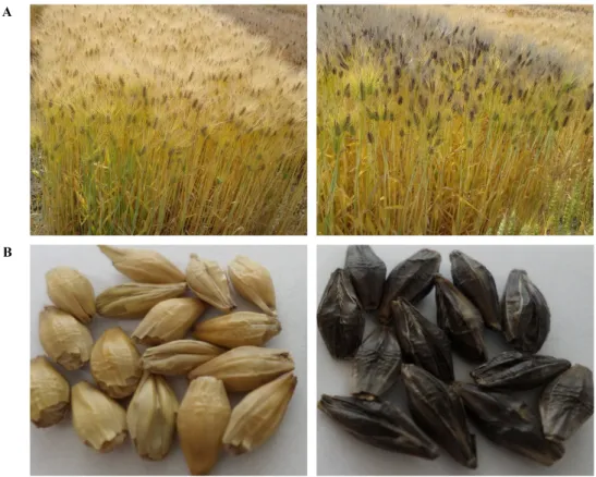Fig. 2. Comparison of some traits in ‘Seodunchal’ (Left) and ‘Heuksoojeongchal’ (Right)