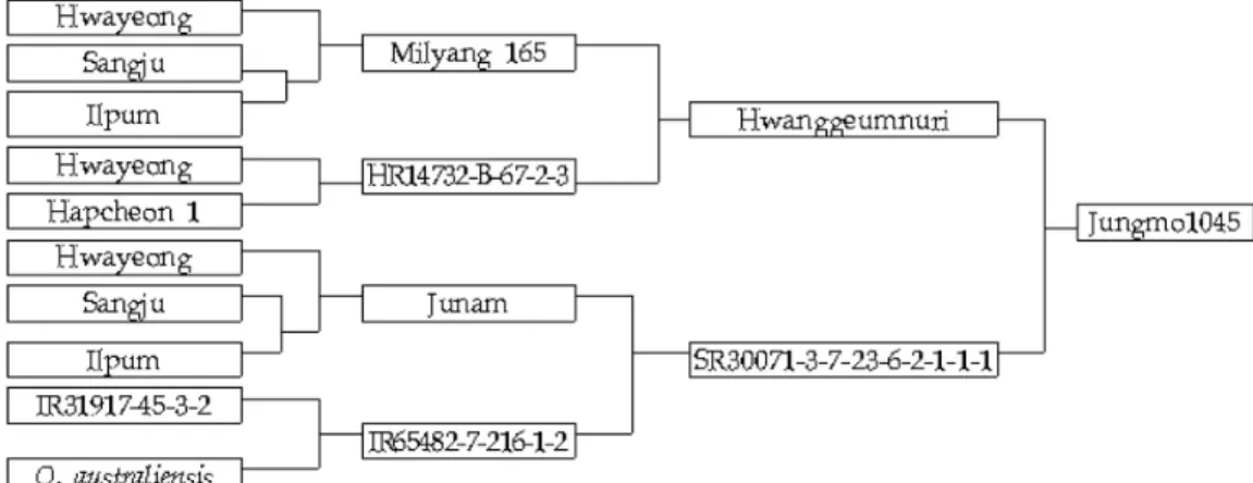 Fig. 1. Genealogical diagram of ‘Jungmo1045’.