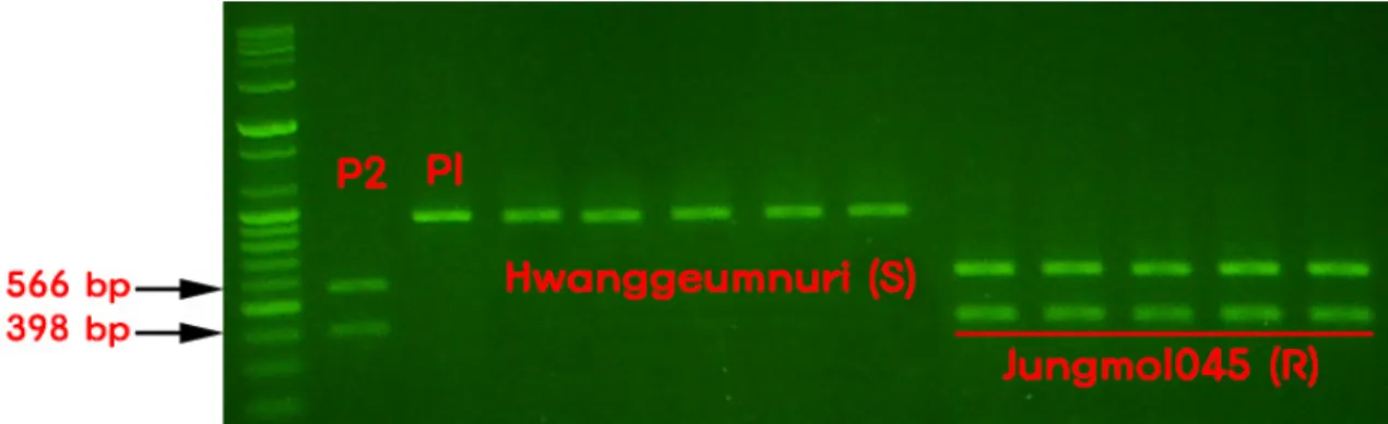 Fig. 4. Detection of  Bph18 gene using DNA marker 7312.T4A to brown planthopper resistance line Iksan562
