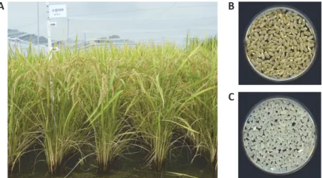 Fig. 3. Representative phenotype of ‘Baegilmi’. A) Plants at maturity. B) Brown rice. C) Milled rice