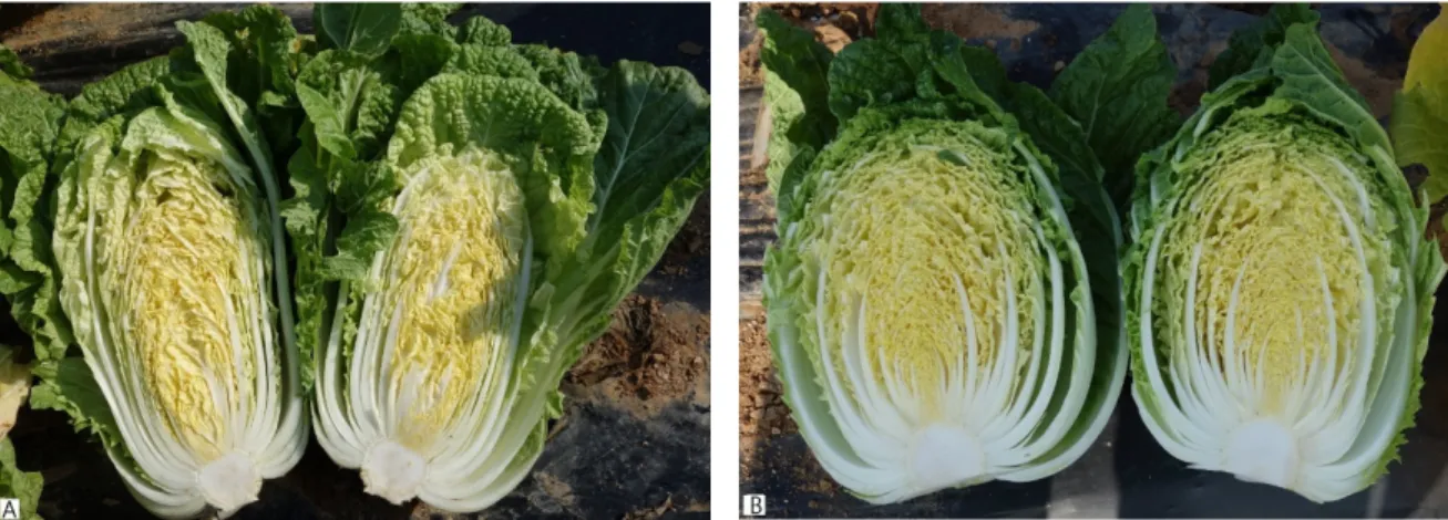 Fig. 3.   The  shape  of  small  heading  doubled-haploid  inbred  line  of  ‘Wonkyo20051ho’  in  an  experimental  field  of  Wanju  at  2018(A)  (Control  cultivar  of  ‘Bulam-3ho  (B))
