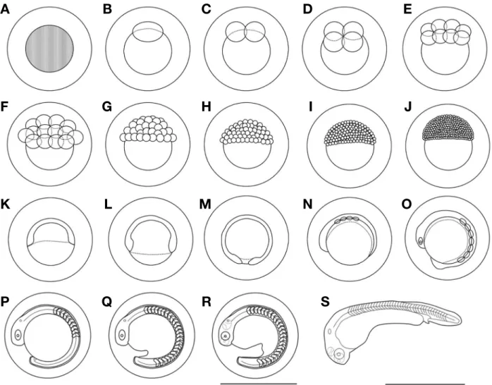 Fig. 2. The development of Abbottina springeri. A: fertilized eggs; B: blastodisc; C: 2 cells; D: 4 cells; E: 8 cells; F: 16 cells; G: 32 cells; H: 64  cells; I: morula stage; J: blastrula stage; K: gastrula stage 30%; L: gastrula stage 50%; M: closure bla