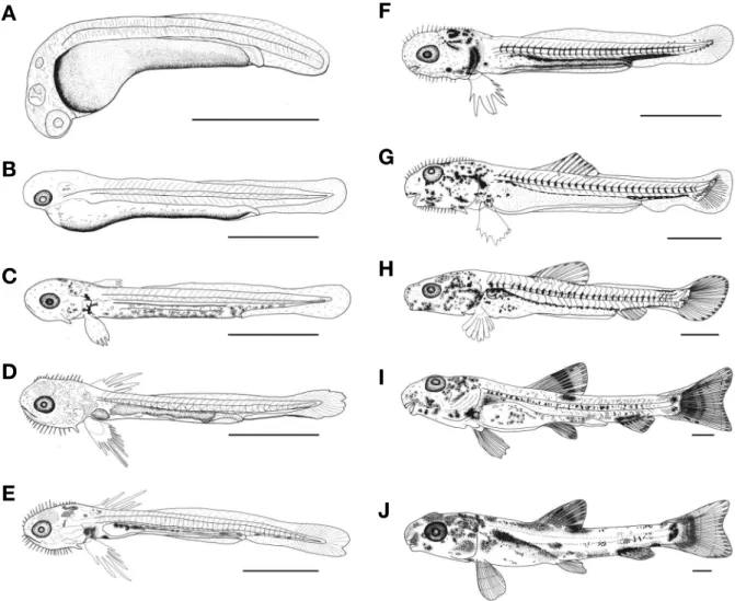 Fig. 3. Larvae and juveniles development of Abbottina springeri. A: Newly hatched larvae, 2.16 mm in total length (TL); B: 1days after hatch- hatch-ing (DAH), 2.32 mm in TL; C: 2DAH, 3.19 mm in TL; D: 3 DAH, 3.24 mm in TL; E: 5 DAH, 3.36 mm in TL; F: 8 DAH