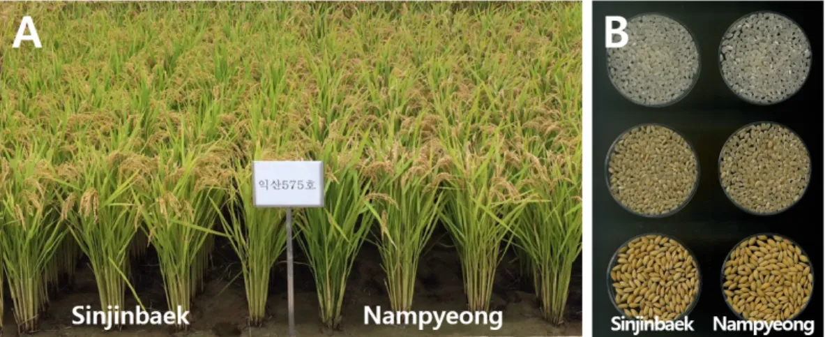 Fig. 3. Plant type at maturing stage (A) and grain shape of rough, brown, and milled rice (B).