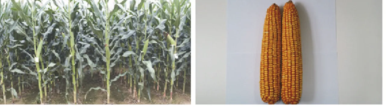 Fig. 2. Picture of plant type and ear appearance of ‘Hwangdaok’.