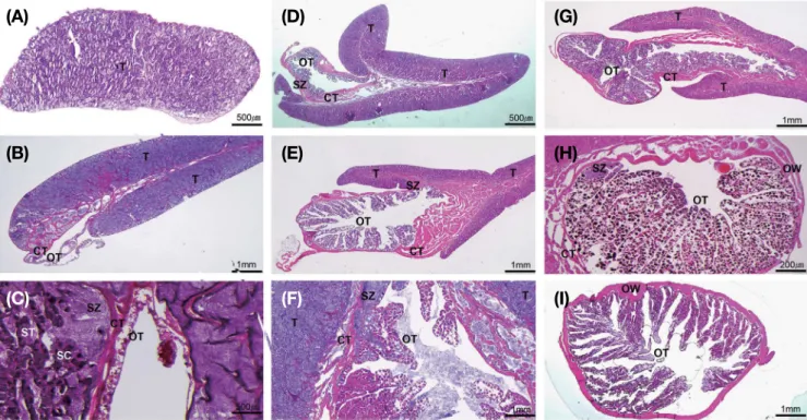 Fig. 4. Photomicrographs of developmental stages of Acanthopagrus schlegelii based on histological observation