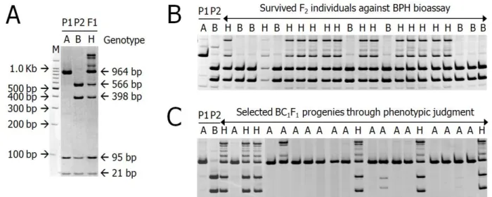Fig. 1. Application of the primer set 7312.T4A as the co-segregating DNA marker for Bph18 gene