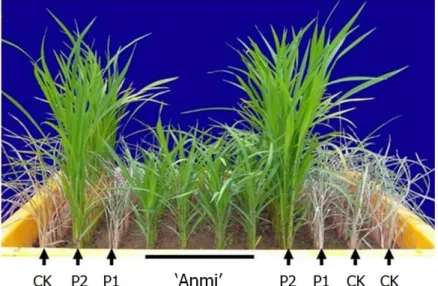 Fig. 4. Reaction of ‘Anmi’, the advanced backcross breeding line with Bph18 gene, against Korean biotype of brown planthopper  (BPH)