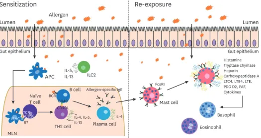 Fig. 1. Schematic of allergic sensitization and re-exposure. Sensitization: Food allergens can cross the luminal  barrier by transcellular or paracellular transport, or through direct luminal antigen sampling by dendritic cells  (DCs)