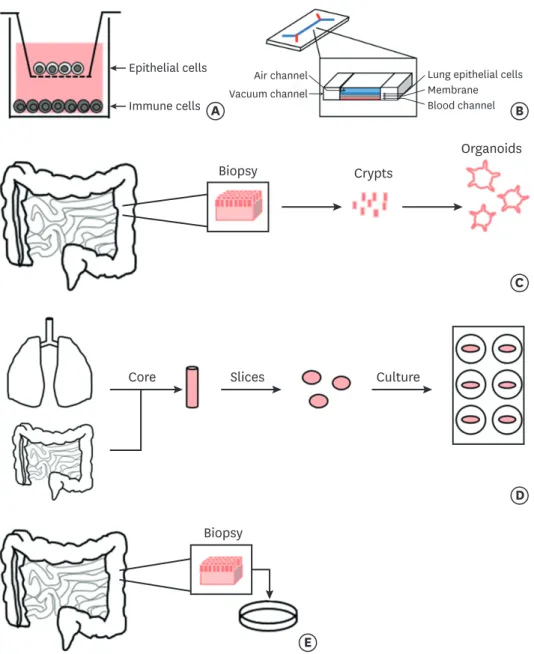 Fig. 2. Human in vitro and ex vivo models for food allergy research. Different types of human tissue and cell- cell-based models potentially used to study food allergy in order of proximity to the human system