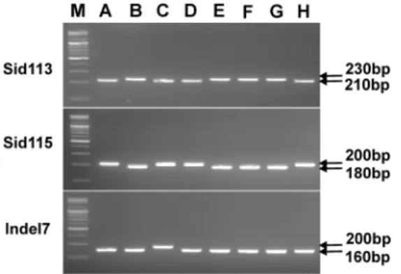 Fig. 4.   Sequence  analysis  of  OsSOT1  gene  on  eight  rice  cultivars  including  check  varieties.