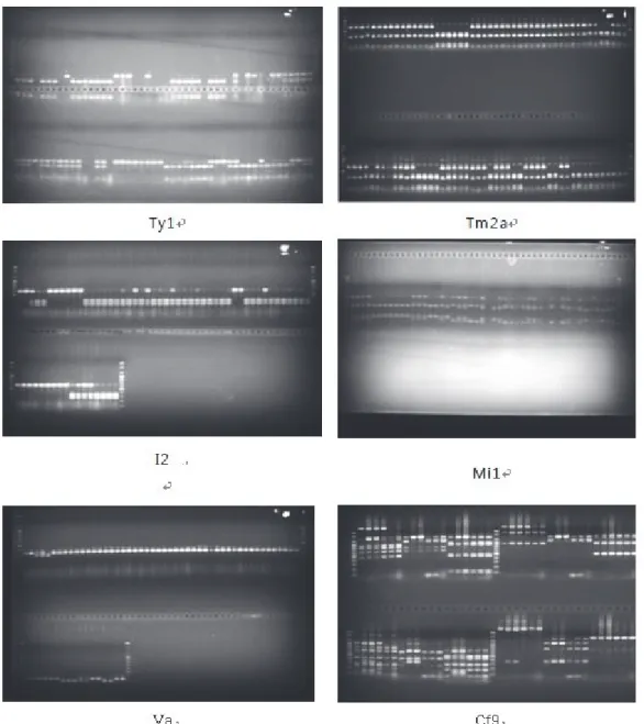 Fig. 3. Molecular marker by tomato disease resistant gene