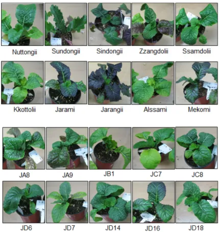 Fig. 1.   Phenotype  of  20  accessions  of  Brassica  juncea  received  from  Yeosu  Agriculture  Technology  Center