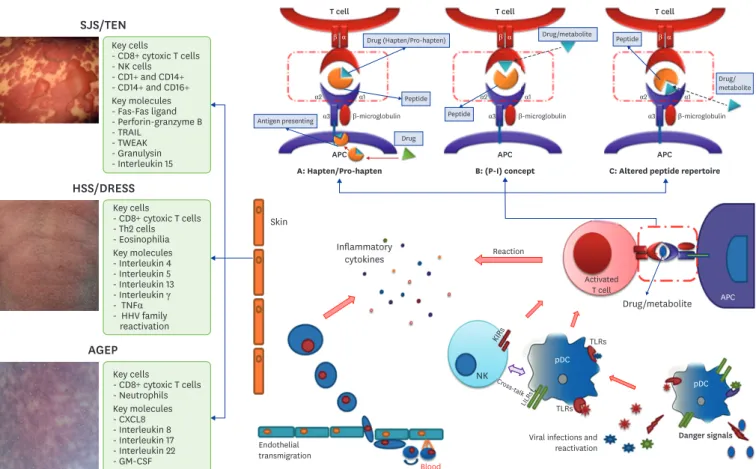 Fig. 4. Patho-mechanism of T-cell-mediated reactions and co-stimulators. A shows the Hapten and Pro-hapten hypothesis