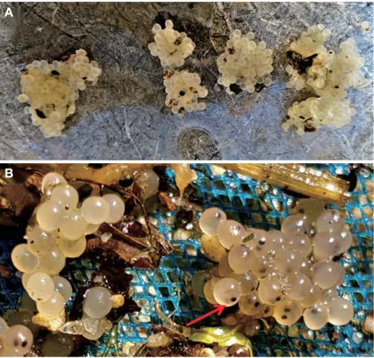 Fig. 9. Morphological characteristics of fertilized eggs (A, egg mass) and development stage (B) in natural spawning sites