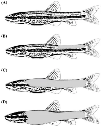 Fig. 7. Sequencing of squamation in reared juvenile Coreoleuciscus  splendidus. (A) 14.16~17.04 mm TL, (B) 18.21~23.74 mm TL, (C)  23.89~29.67 mm, TL, (D) 6.82~33.33 mm TL