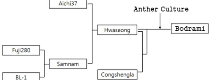 Fig. 1. Genealogical diagram of ‘Bodrami’여 반응시켰다. 침지시간 간격으로 시험관을 항온수조에서 꺼내 수분을 제거하고 쌀의 무게를 측정하여 다음의 식으로 수분흡수율을 계산하였다.수분흡수율(%)=침지후시료의무게g 침지전시료의무게g침지전시료의무게g× 100