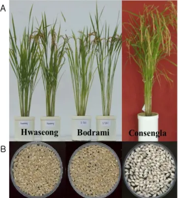 Fig. 3. Representative phenotype of ‘Bodrami’ and parents. A) Plants at maturity. B) Brown rice.