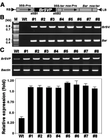 Fig. 1. The expression of BrSVP in transgenic B. rapa plants. (A) Structure of the 35S-Pro::BrSVP construct