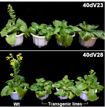 Fig. 2. Flowering-time phenotype of BrSVP overexpressing transgenic plants. 40dV23, 23 days at 25°C after a 40-day exposure to 4°C;