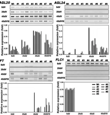 Fig. 3. Expression patterns of floral regulator genes in B. rapa transgenic plants transformed with BrSVP