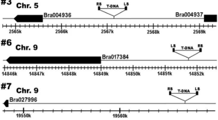 Fig. 4. Structure and position of T-DNA insertion in BrSVP overexpressing transgenic plants