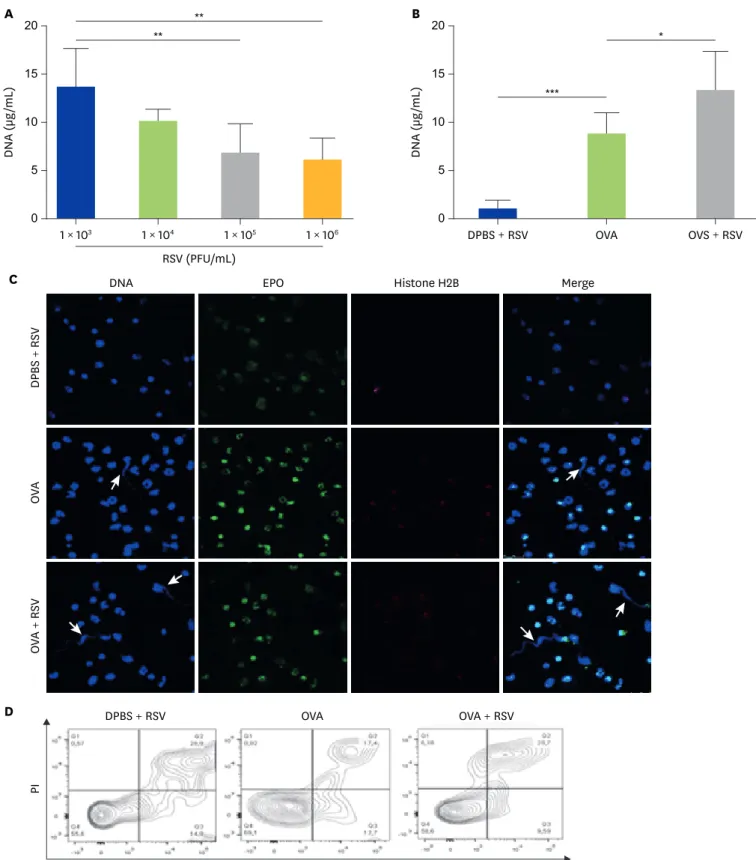 Fig. 2. RSV in vitro induces EETs colocalized with EPO in BALF cells from asthmatic mice