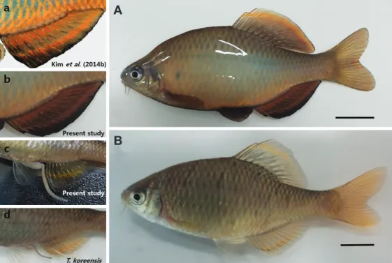 Fig. 1. Morphological characters that distinguish Tanakia latimarginata (A-B; a-c) and T