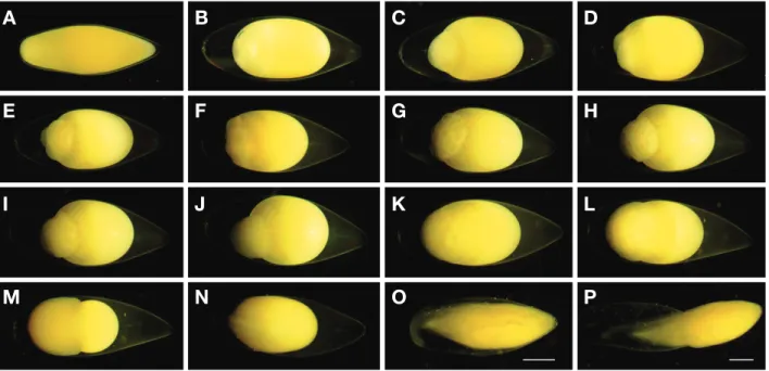 Fig. 3. Eggs development of Tanakia latimarginata. A: Fertilized eggs immediately; B: Egg yolk separation; C: Blastodisc; D: 2cells; E: 4cells; F: 