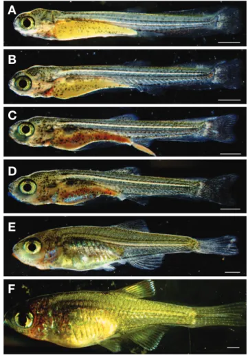 Fig. 4. Morphological change of Tanakia latimarginata from hatch- hatch-ing to preflextion and flextion larvae stage