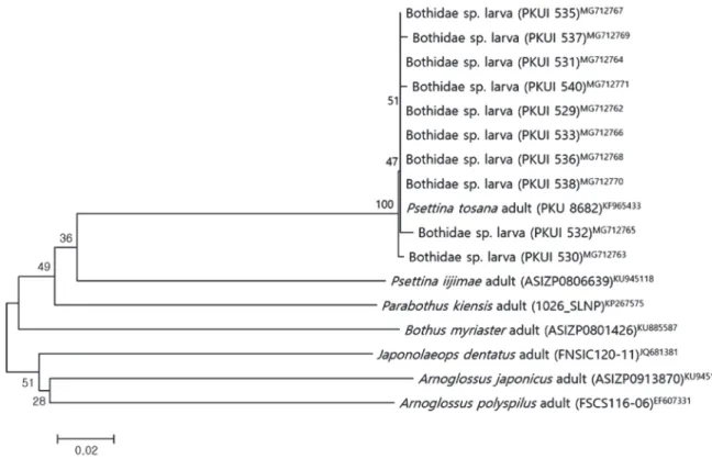 Fig. 2.  Neighbor­joining tree based on partial mtDNA CO1 sequences, showing the relationships among Psettina tosana larvae collected from  Korea and seven bothid species