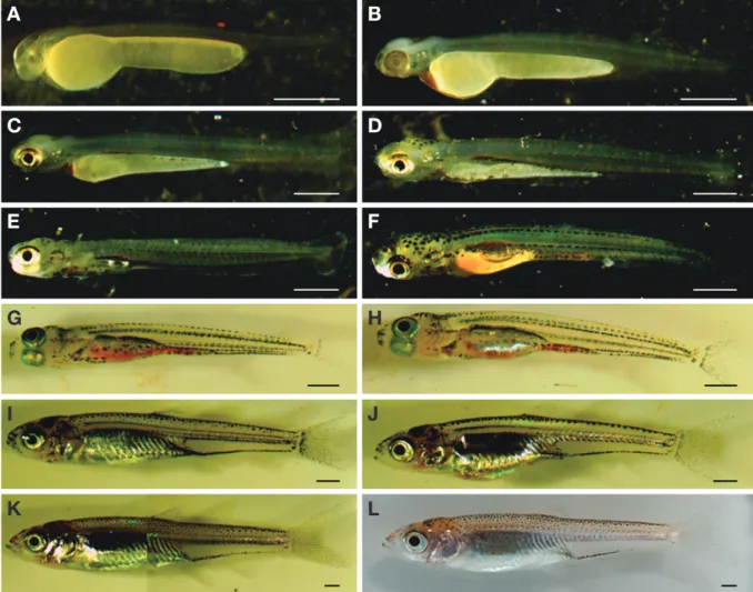 Fig. 3.  Preflextion and postflextion larvae and juveniles development of Pale chub, Zacco platypus