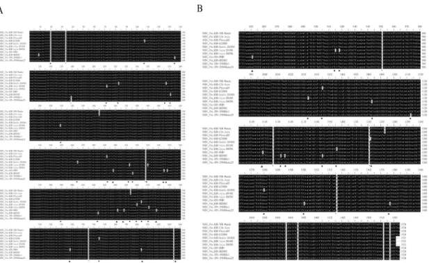Fig. 2. Multiple sequence alignment analysis of Asian VHSV isolates. Korean strain-specific nucleotide residues (*) of G  region, Japanese strain-specific residue (○), Chinese strain-specific residues (▲), and regional specific nucleotide sequences in Asia