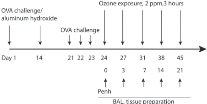 Fig. 1. Schematic diagram of the experimental protocol. Mice were  sensitized on day 1 and 14 by intraperitoneal injection of ovalbumin (OVA)  with aluminum sulfate