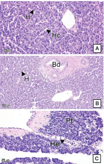 Fig. 5. Histological structure of the liver and pancreas in the sable­