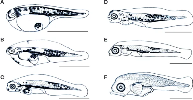 Fig. 3. Morphological change of Oplegnathus punctatus from hatch- hatch-ing to larva stage