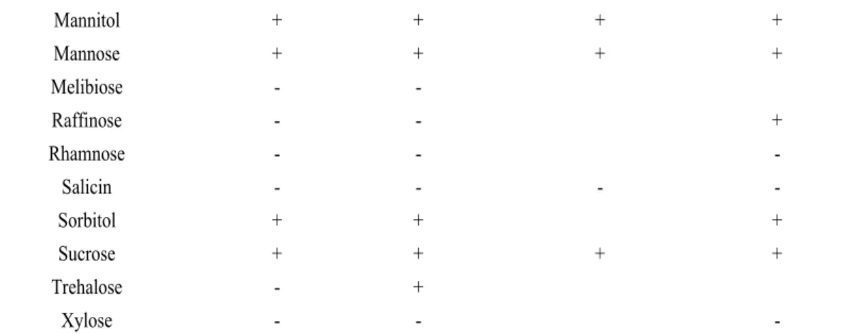 Fig. 2. Effects of temperature on the growth of several fish-pathogenic bacteria. SA1, isolate; Vibrio anguillarum, KCTC2711;  Vibrio harveyi, ATCC14126; Vibrio vulnificus, LMG16852.