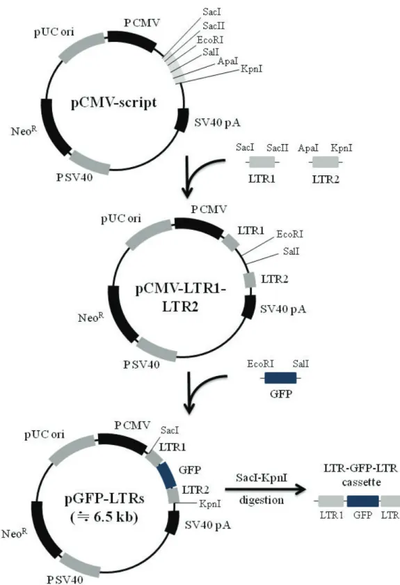 Fig. 1. Construction strategies for LTR-GFP-LRT cassette harboring long terminal repeat (LTR) sequences at both 5、and 3、
