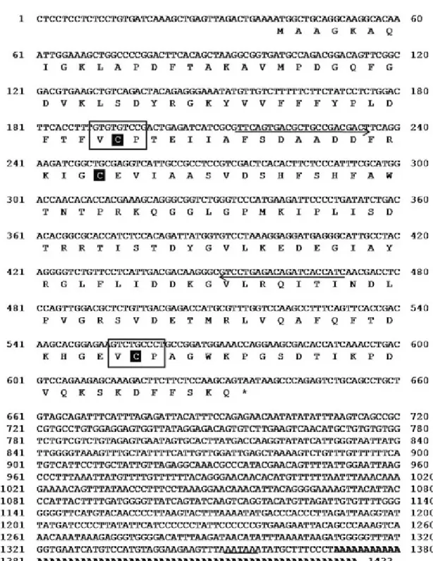 Fig. 1. The cDNA and deduced amino acid sequence of black rockfish NKEF-A. Oligonucleotide primers used in the study are indicated with arrows, conserved cysteine residues are indicated by boxed-black