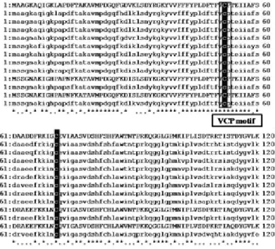 Fig. 2. Multiple alignment of the deduced amino acid sequence of Black rockfish NKEF-A with the homologues in other species