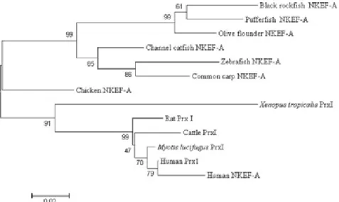 Fig. 3. Neighbor-joining tree of Black rockfish NKEF-A constructed with Mega4. The bootstrap confidence values shown at the nodes of the tree are based on 2000 bootstrap 2000 replications