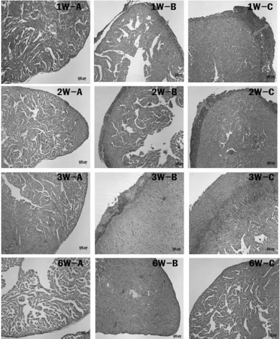 Fig. 3. Histological changes in the heart of olive flounder Paralichthys olivaceus at 1 (1W), 2 (2W), 3 (3W) and 6 weeks (6W) caused by Streptococcus parauberis