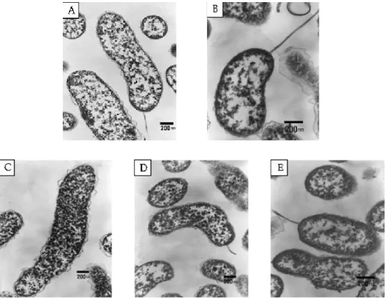 Fig. 1. Transmission electron micrographs of Photobacterium damselae subsp. damselae cultured on different conditions.