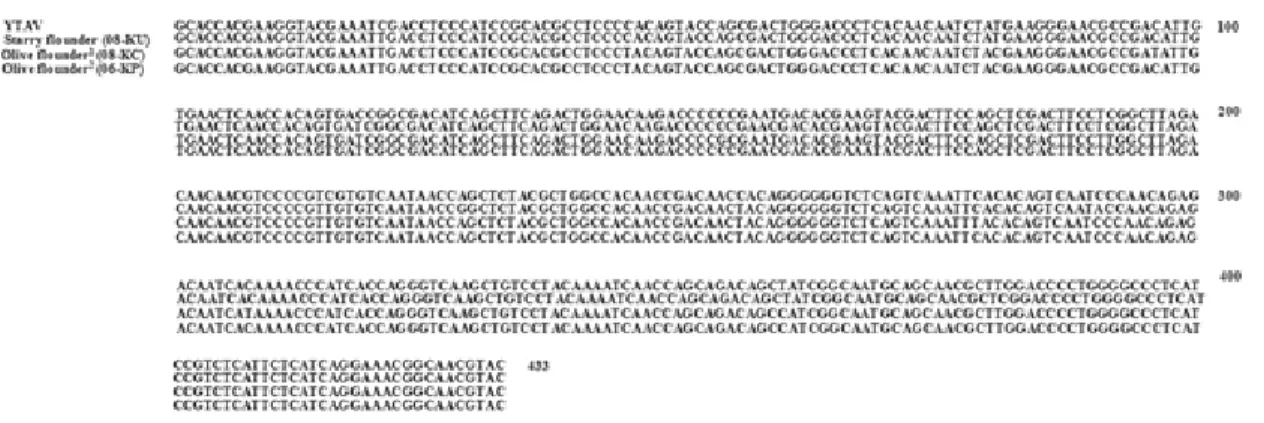 Fig. 3. Phylgenetic analysis of VP2-NS-VP3 region of MABV in 27 MABV strains. ＊: MABV strains in this study.