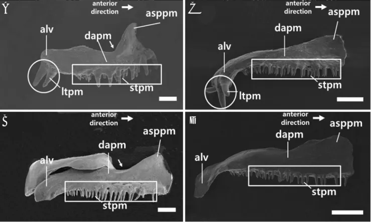 Fig. 2. Scanning electron micrographs of the premaxillary structure of the right upper jaw in adult Oryzias latipes (A, male; B, female) and O.