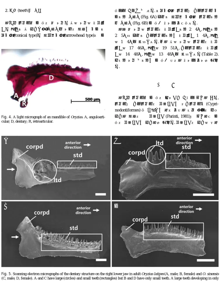 Fig. 5. Scanning electron micrographs of the dentary structure on the right lower jaw in adult Oryzias latipes (A, male; B, female) and O